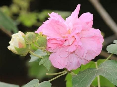 芙蓉養殖|如何栽種和養護芙蓉樹